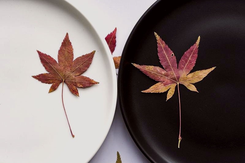 20 PCS Set (4-8CM) Dried Pressed Leaves, Red Pressed Maple leaves, Preserved Dried Real Autumn Maple Leaves, Pressed Flower Flat Leaves