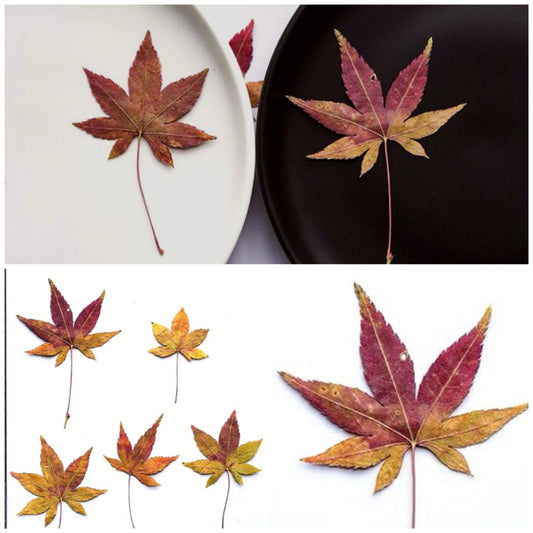 20 PCS Set (4-8CM) Dried Pressed Leaves, Red Pressed Maple leaves, Preserved Dried Real Autumn Maple Leaves, Pressed Flower Flat Leaves