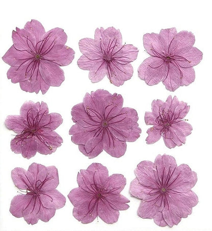 12 PCS Set (3-5CM) Cherry Blossom Pressed Dried Flowers, Dried Pressed Sakura Flower, Real Pressed Pink Flower, Pressed Dried Cherry Blossom