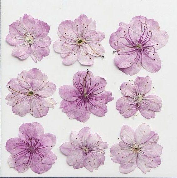 12 PCS Set (3-5CM) Cherry Blossom Pressed Dried Flowers, Dried Pressed Sakura Flower, Real Pressed Pink Flower, Pressed Dried Cherry Blossom