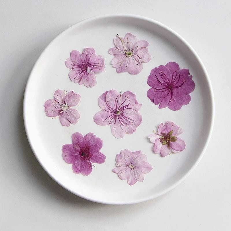 12 PCS Set (3-5CM) Cherry Blossom Pressed Dried Flowers, Dried Pressed Sakura Flower, Real Pressed Pink Flower, Pressed Dried Cherry Blossom