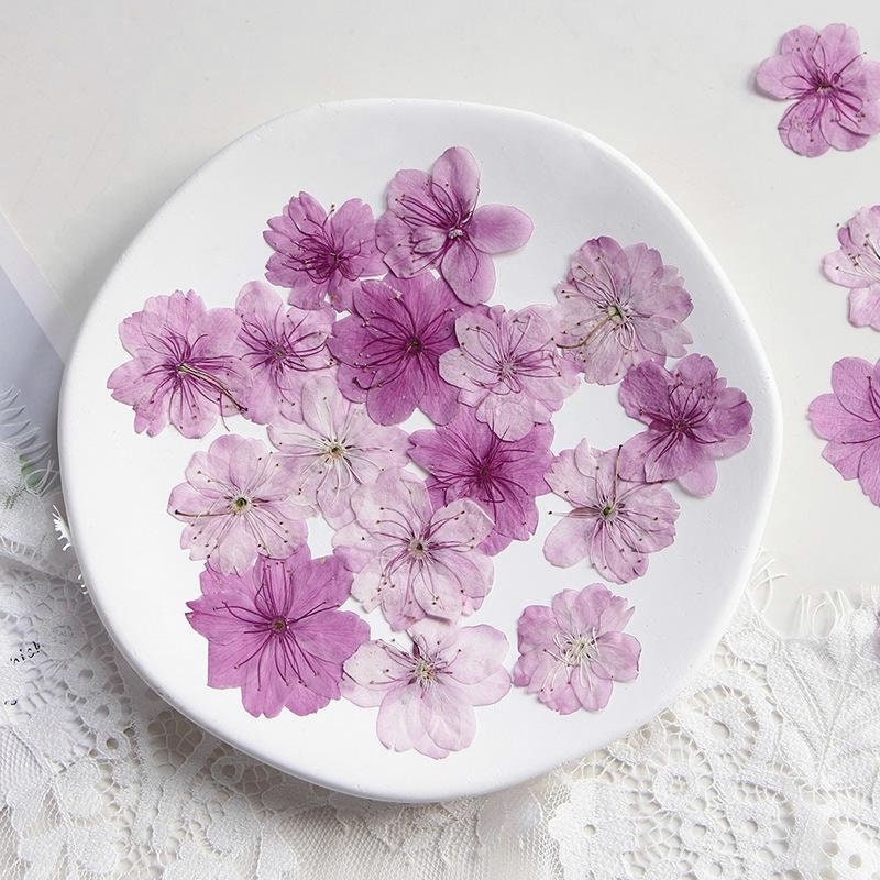 12 PCS Set (3-5CM) Cherry Blossom Pressed Dried Flowers, Dried Pressed Sakura Flower, Real Pressed Pink Flower, Pressed Dried Cherry Blossom