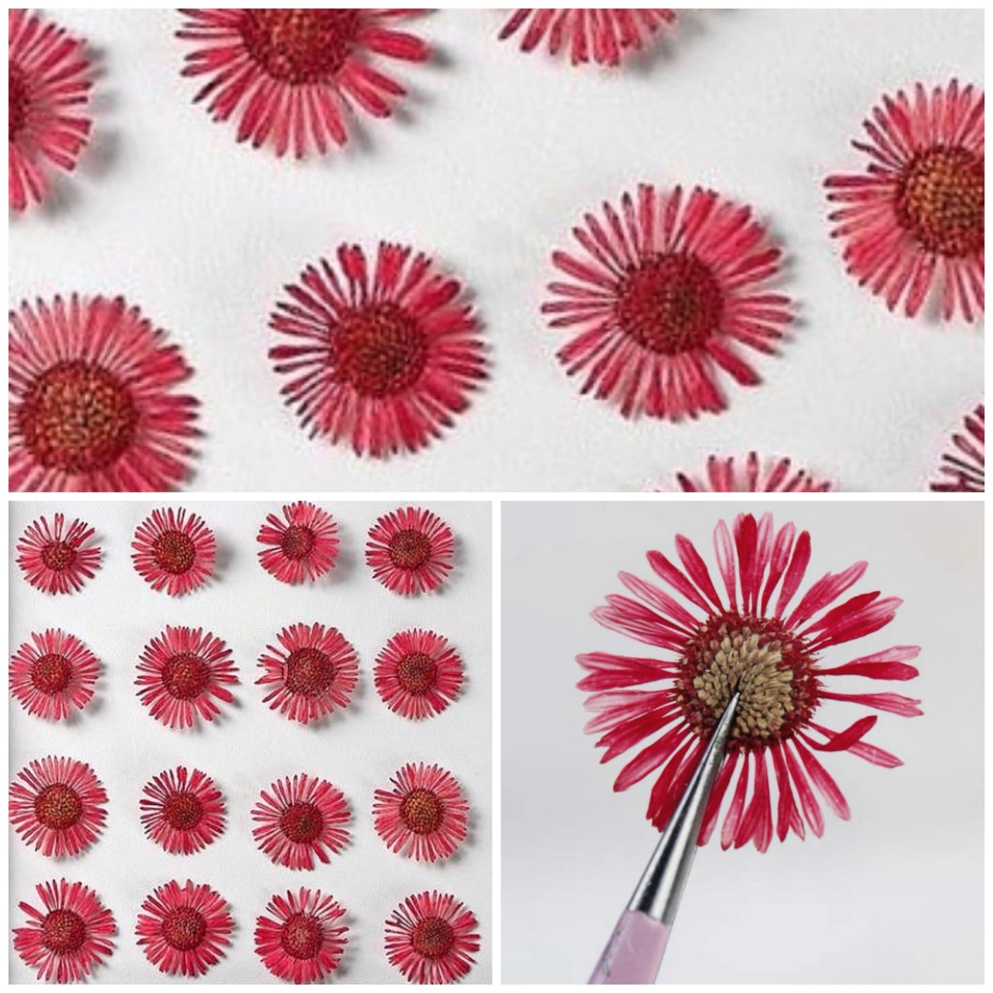 20 PCS/Set (1-1.5CM) Small Pressed Dried Flowers, Real Red Fleabane Flower Dried Pressed Tiny Red Flowers, Flat real preserved Daisy Flowers