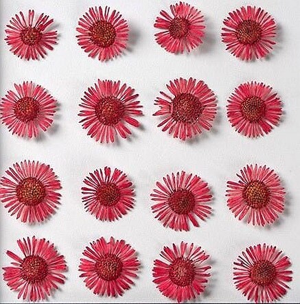 20 PCS/Set (1-1.5CM) Small Pressed Dried Flowers, Real Red Fleabane Flower Dried Pressed Tiny Red Flowers, Flat real preserved Daisy Flowers