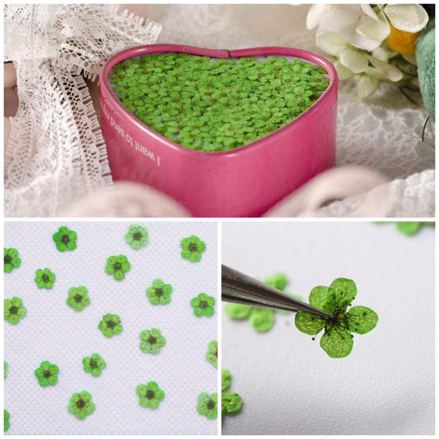 20 PCS (0.5-0.8CM) Pressed Dried Flower, Green Bridal Wreath Flower, Preserved Real Flowers, Pressed flat Flower, Tiny Flower For Nails