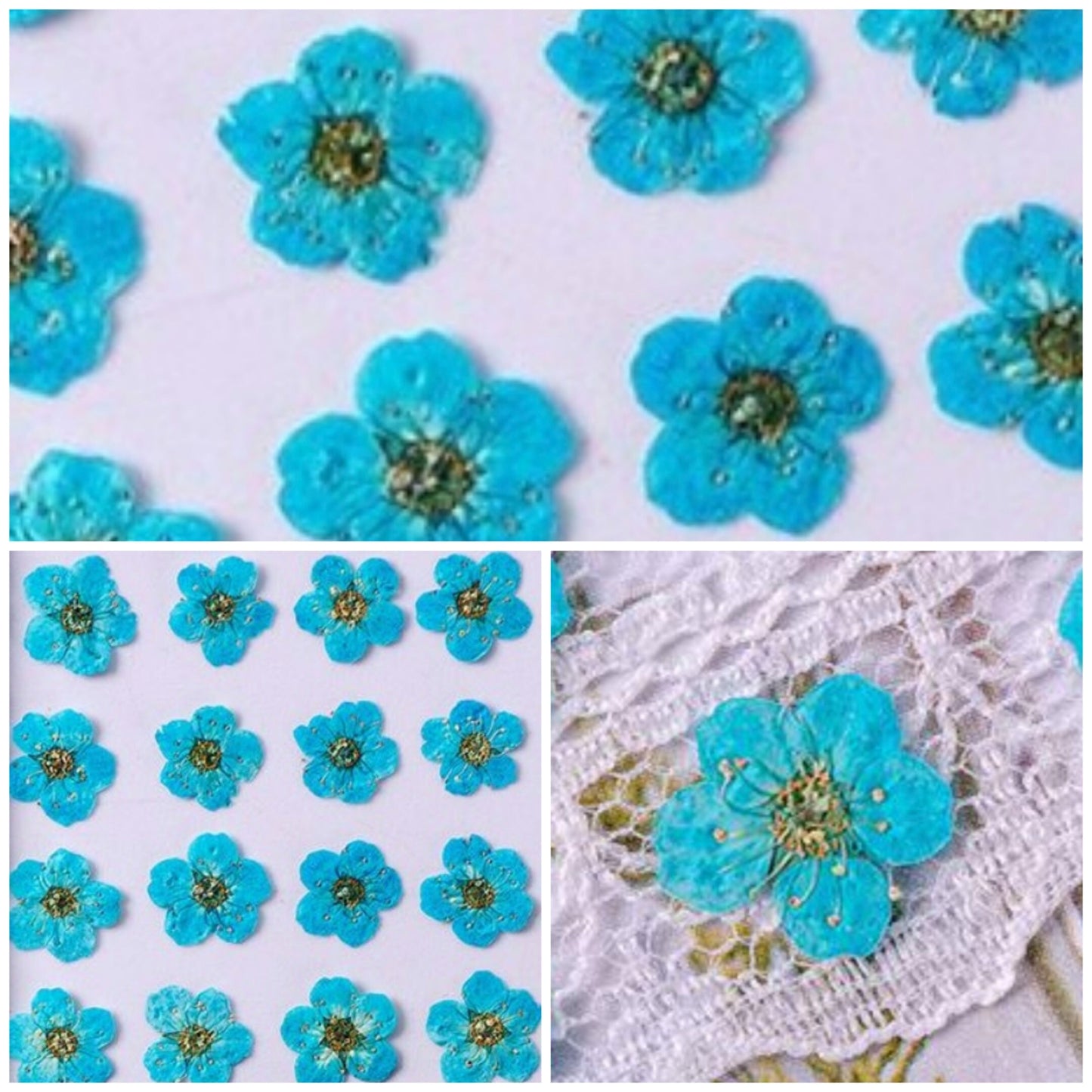 20 PCS Set (0.5-0.8CM) Dried Pressed Flower, Flat Dried Flowers Bridal Wreath, Pressed Blue Flowers, Real Tiny Pressed Flowers for nail art