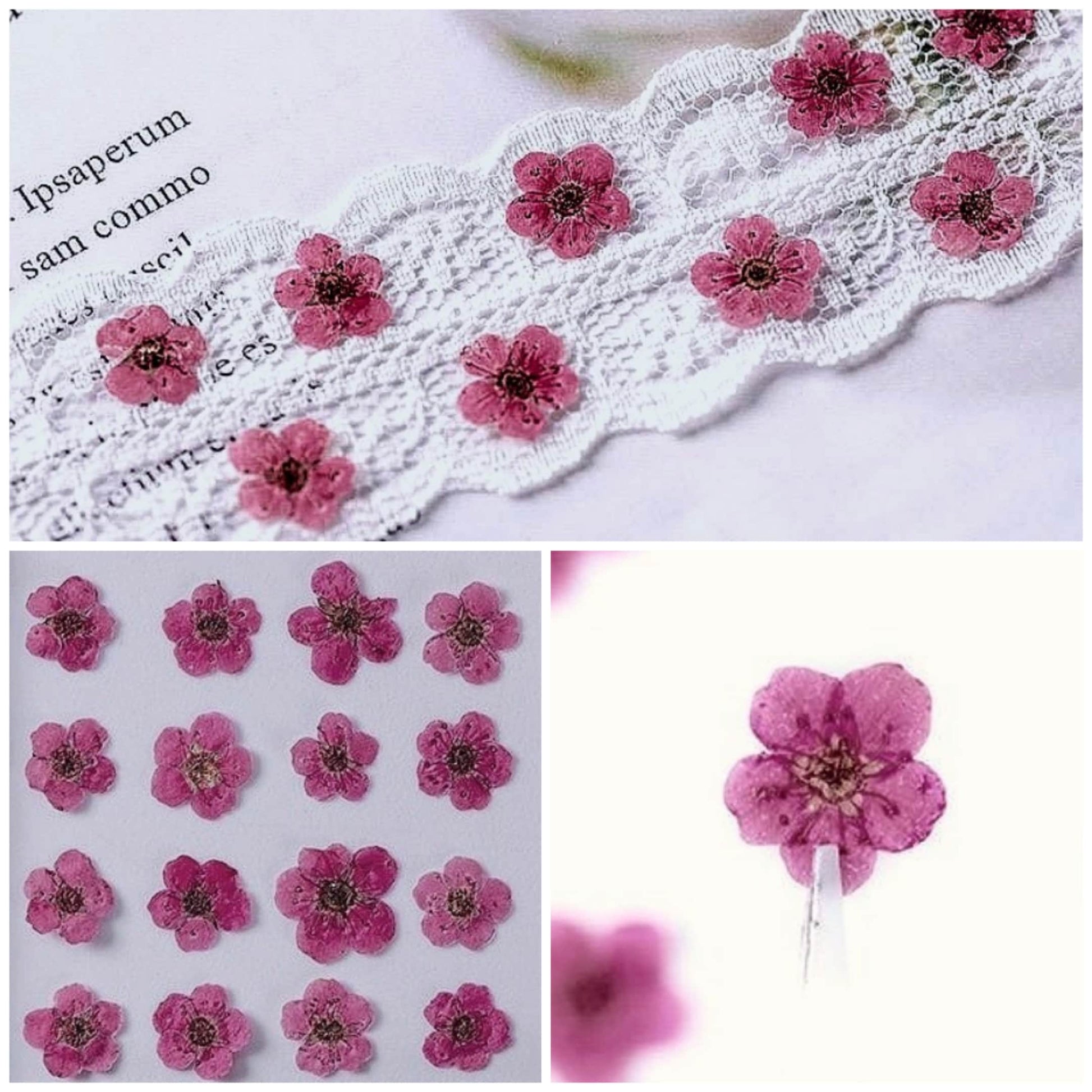 20 PCS Set (0.5-0.8CM) Pressed Bridal Wreath Flower, Tiny Pink Dried Flowers, Real Pressed Flower, Flat Small Dried Magenta Pink Flower