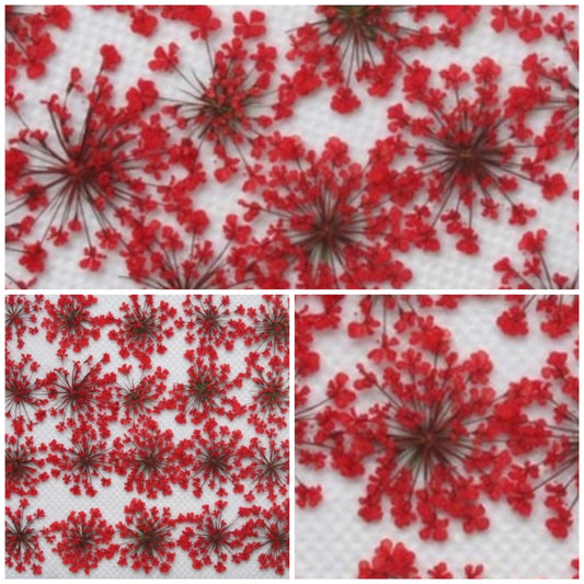 20 PCS/Set (1-2CM) Small Pressed Dried Flowers, Pressed Dried Red Queen Anne's Lace Flower, Dried Pressed real flat Flowers for nail art