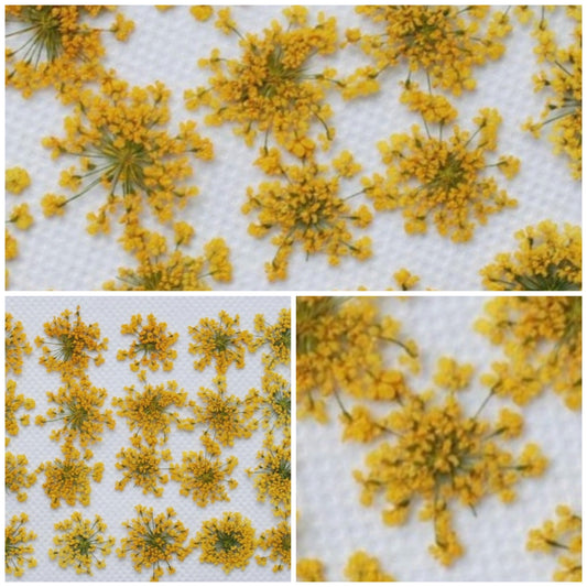 20 PCS (1-2CM) Pressed Small Flowers, Real Yellow Flower, Pressed Dried Queen Anne's Lace Flower, Preserved Yellow Flat Flowers For nails