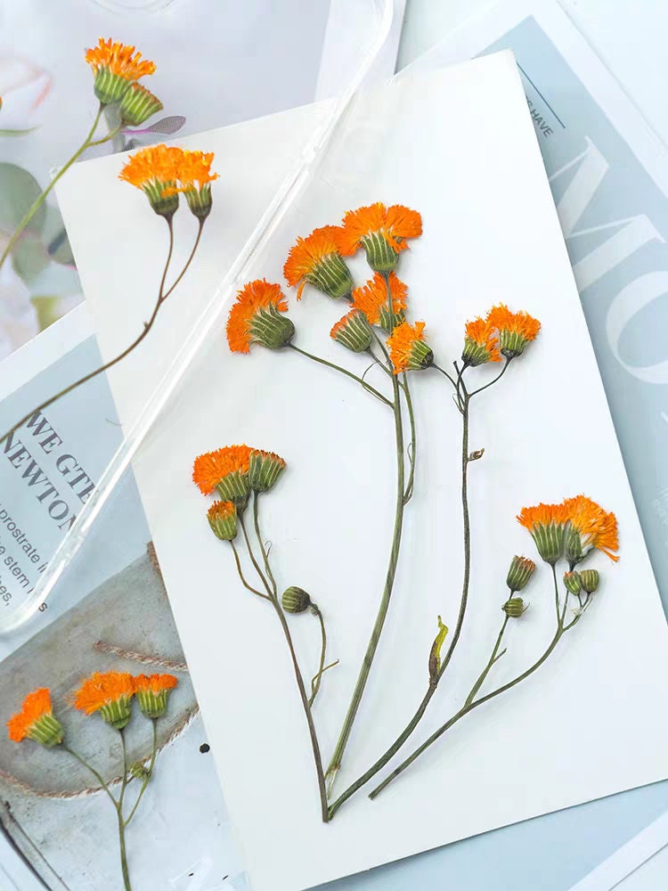 12 PCS Set (8-15CM) Pressed Dried Flowers Pressed Orange Flower Stems, REAL Dried flower Stems, Preserved Dried Flowers, Flat Orange Flower