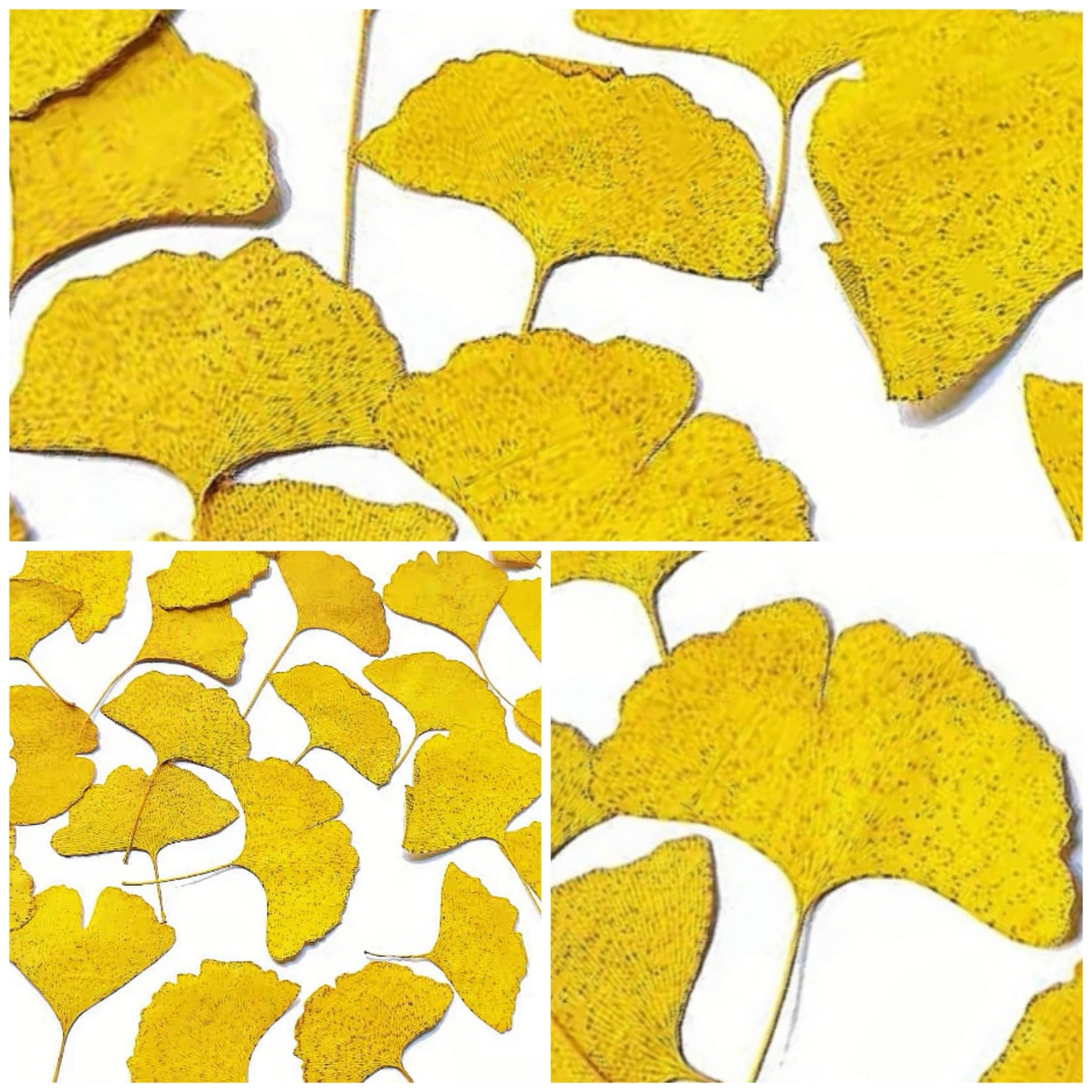 20 PCS Set (4-10CM) Dried Pressed Ginko Leaves, Pressed Yellow ginko leaf, pressed Biloba leaves, real Pressed flower Dried ginko leaves