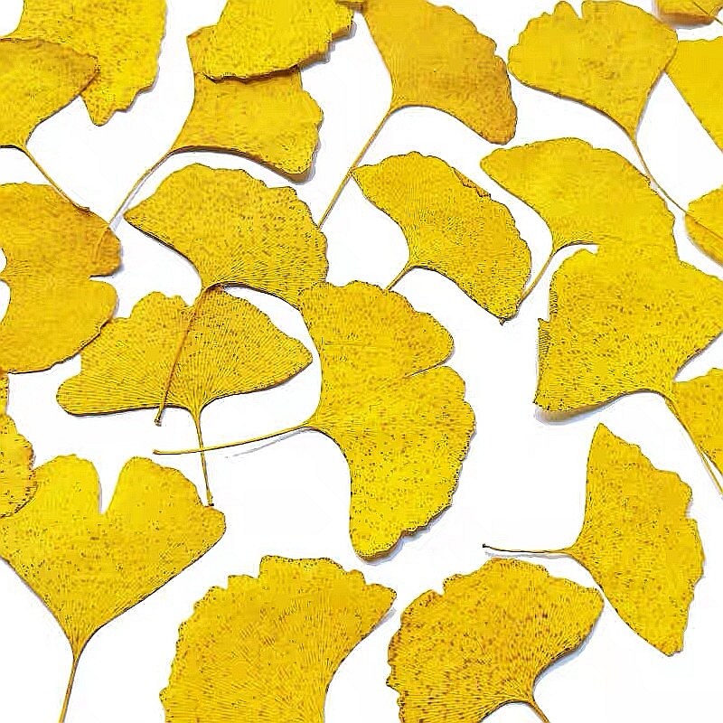 20 PCS Set (4-10CM) Dried Pressed Ginko Leaves, Pressed Yellow ginko leaf, pressed Biloba leaves, real Pressed flower Dried ginko leaves