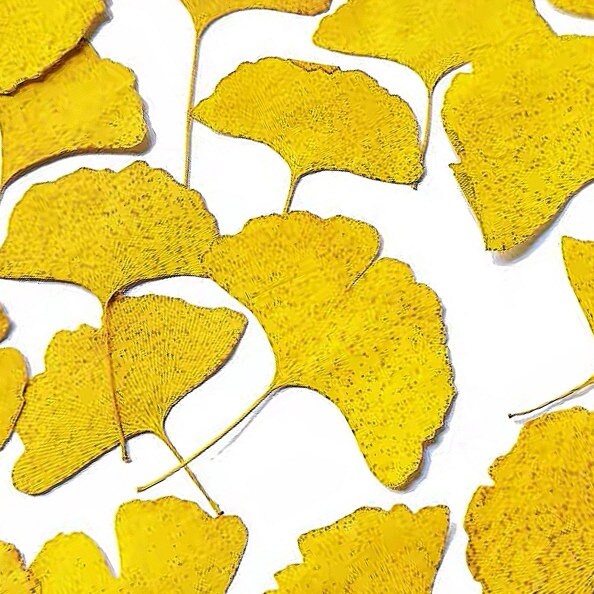 20 PCS Set (4-10CM) Dried Pressed Ginko Leaves, Pressed Yellow ginko leaf, pressed Biloba leaves, real Pressed flower Dried ginko leaves