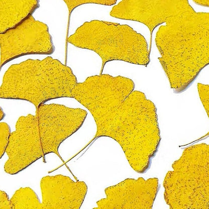 20 PCS Set (4-10CM) Dried Pressed Ginko Leaves, Pressed Yellow ginko leaf, pressed Biloba leaves, real Pressed flower Dried ginko leaves