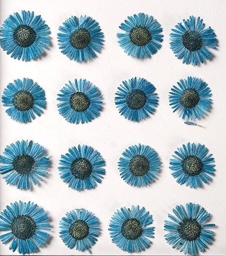 20 PCS Set (1-1.5CM) Dried Pressed Flower, Flat Dried Flowers Fleabane, Pressed Blue daisy Flowers, Real Pressed Dried Fleabane Flowers