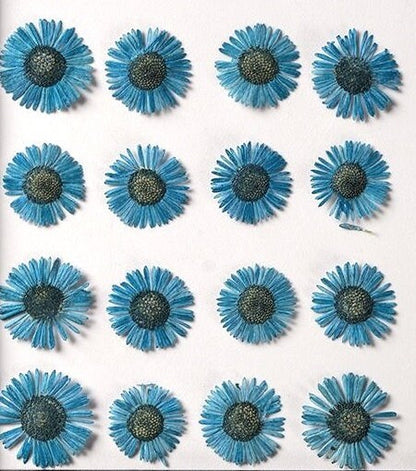 20 PCS Set (1-1.5CM) Dried Pressed Flower, Flat Dried Flowers Fleabane, Pressed Blue daisy Flowers, Real Pressed Dried Fleabane Flowers