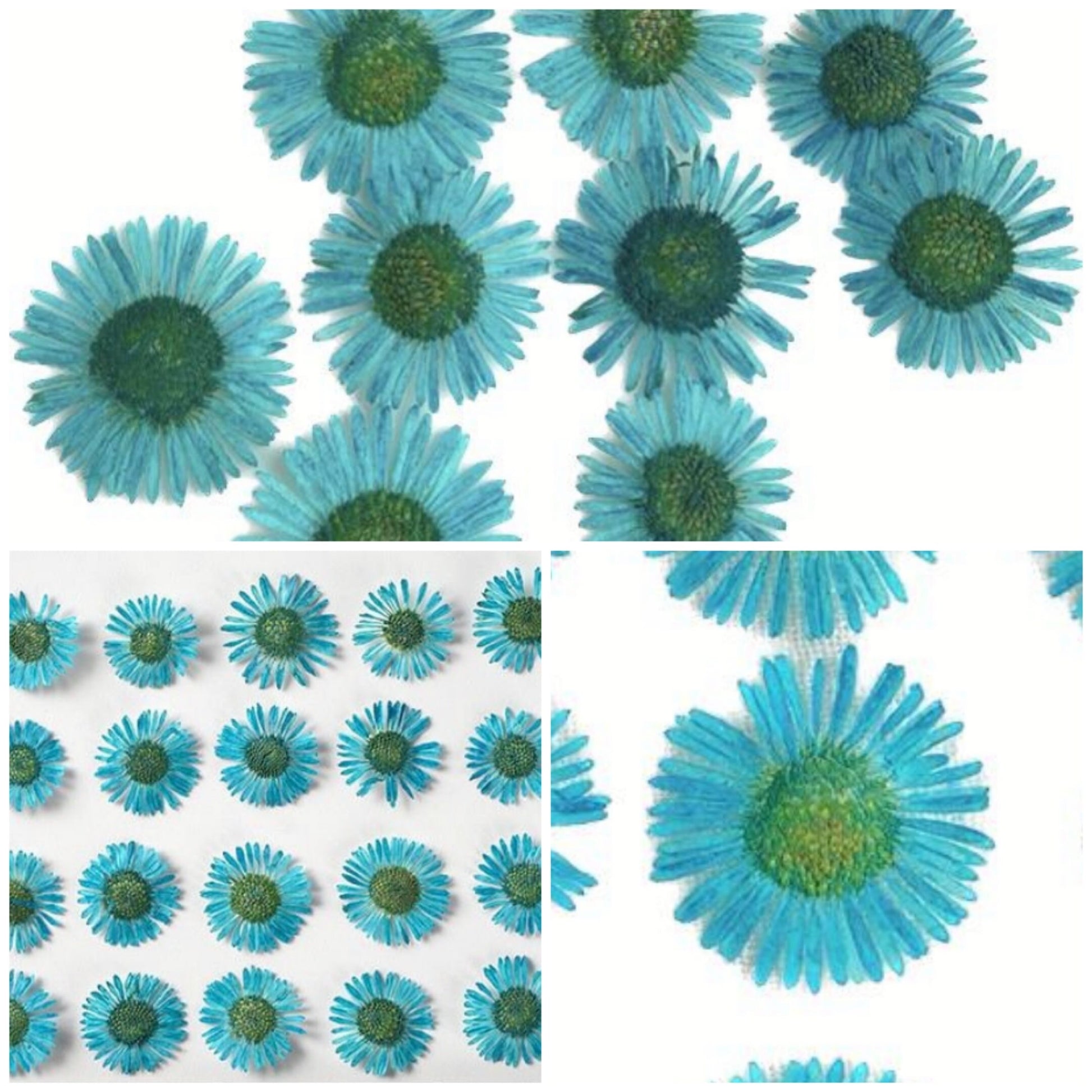 20 PCS Set (1-1.5CM) Small Pressed Fleabane Dried Flower, Blue Pressed Flower, Preserved Real Dried Flowers, Pressed Blue Flat Diasy Flower