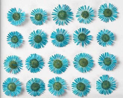 20 PCS Set (1-1.5CM) Small Pressed Fleabane Dried Flower, Blue Pressed Flower, Preserved Real Dried Flowers, Pressed Blue Flat Diasy Flower