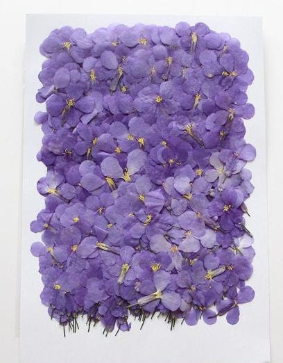 20 PCS Set (2-3CM) Natural Pressed Dried Flower, Small real Dried Pressed Flower, Pressed Purple Flowers, Preserved Dried Flat Flower