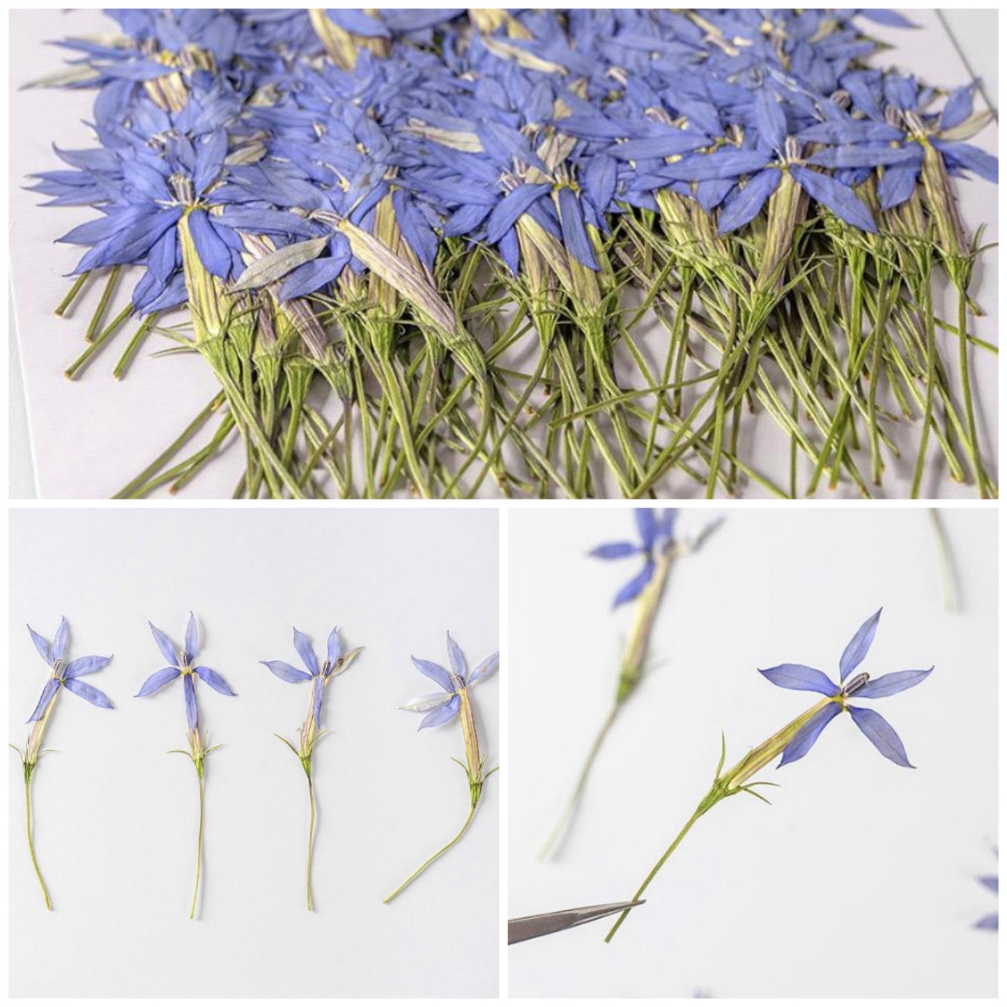 20 PCS Set (10-15CM) Pressed Dried flower Stems, Pressed Real Flowers, Blue Flower Dried Pressed Flat Flowers, Preserved Dried Flower Stems