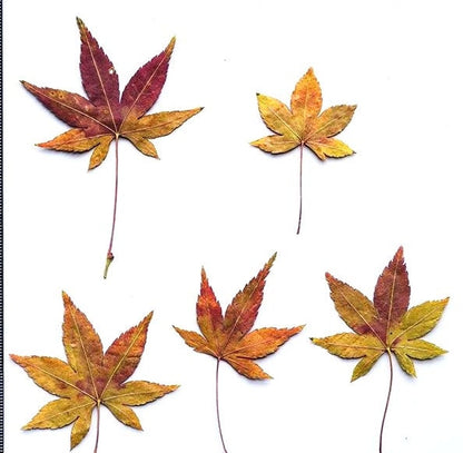 20 PCS Set (4-8CM) Dried Pressed Leaves, Red Pressed Maple leaves, Preserved Dried Real Autumn Maple Leaves, Pressed Flower Flat Leaves