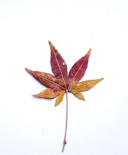 20 PCS Set (4-8CM) Dried Pressed Leaves, Red Pressed Maple leaves, Preserved Dried Real Autumn Maple Leaves, Pressed Flower Flat Leaves