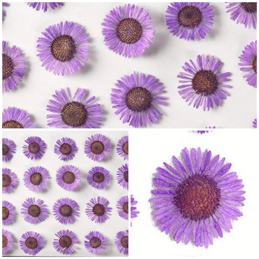 20 PCS (1-1.5CM) Pressed Purple Flower Pressed Dried Fleabane Flower, Real Purple pressed Flower, Pressed Flat Flower, Dried Daisy Flower