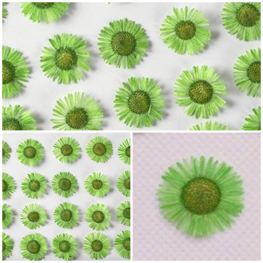 20 PCS (1-2CM) Pressed Dried Flower, Green Fleabane Flower, Preservation Dried Real Flowers, Pressed flat Flower, Small Flower Preserved