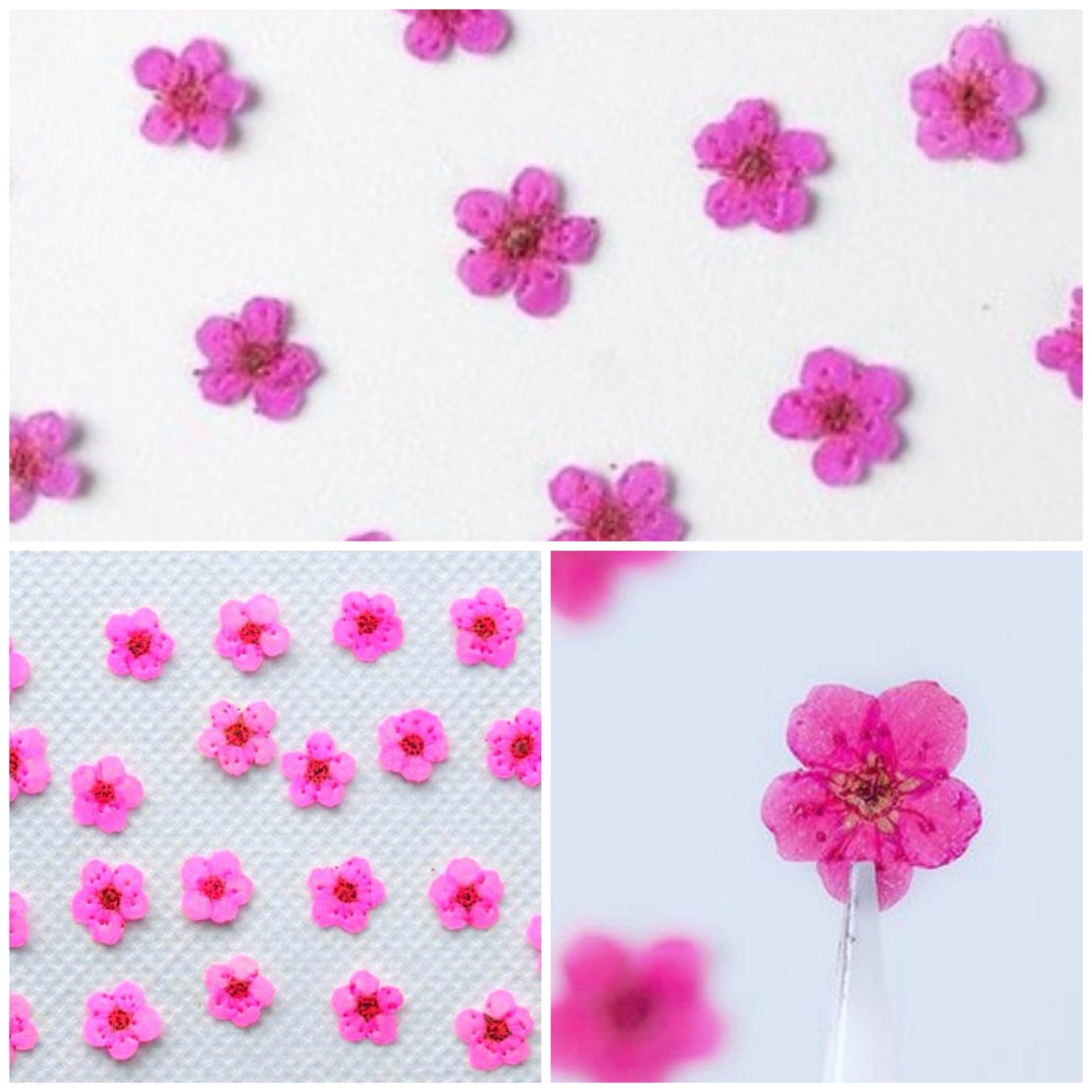 20 PCS Set (0.5-0.8CM) Pressed Bridal Wreath Flower, Tiny Hot Pink Dried Flowers, Real Pressed Flower, Flat Small Dried Bridal Wreath Flower