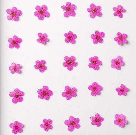 20 PCS Set (0.5-0.8CM) Pressed Bridal Wreath Flower, Tiny Hot Pink Dried Flowers, Real Pressed Flower, Flat Small Dried Bridal Wreath Flower