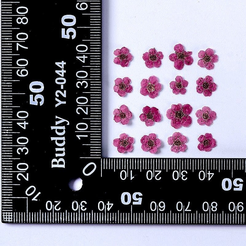 20 PCS Set (0.5-0.8CM) Pressed Bridal Wreath Flower, Tiny Pink Dried Flowers, Real Pressed Flower, Flat Small Dried Magenta Pink Flower