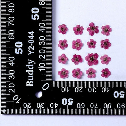 20 PCS Set (0.5-0.8CM) Pressed Bridal Wreath Flower, Tiny Pink Dried Flowers, Real Pressed Flower, Flat Small Dried Magenta Pink Flower