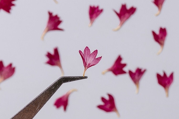 20 PCS Set (0.5-0.8CM) Pressed Flower, Tiny Hot Pink Dried Flower, Pressed corn Flower, Flat Small Dried Flowers, real dried nail Flower