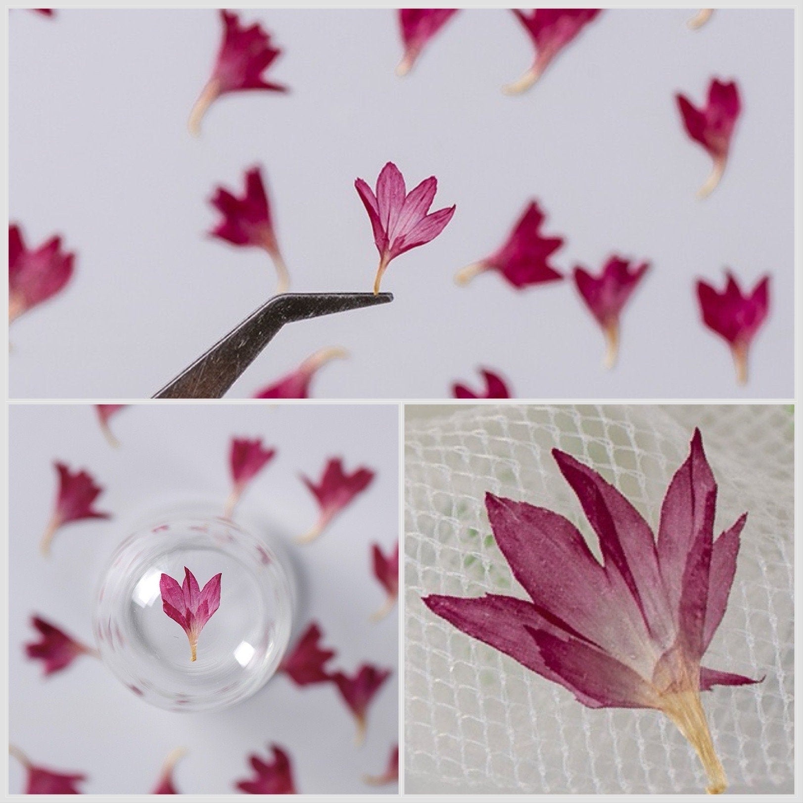 20 PCS Set (0.5-0.8CM) Pressed Flower, Tiny Hot Pink Dried Flower, Pressed corn Flower, Flat Small Dried Flowers, real dried nail Flower