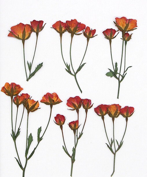 6 PCS/Set (5-7CM) Pressed Rose Stems, Pressed Real Dried Flowers, Red Orange Rose Dried Flowers, Pressed Dried Rose, Dried Pressed Flower