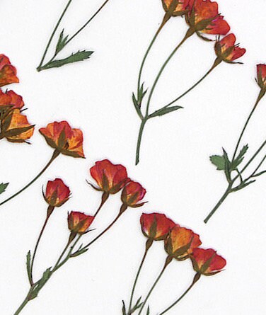 6 PCS/Set (5-7CM) Pressed Rose Stems, Pressed Real Dried Flowers, Red Orange Rose Dried Flowers, Pressed Dried Rose, Dried Pressed Flower