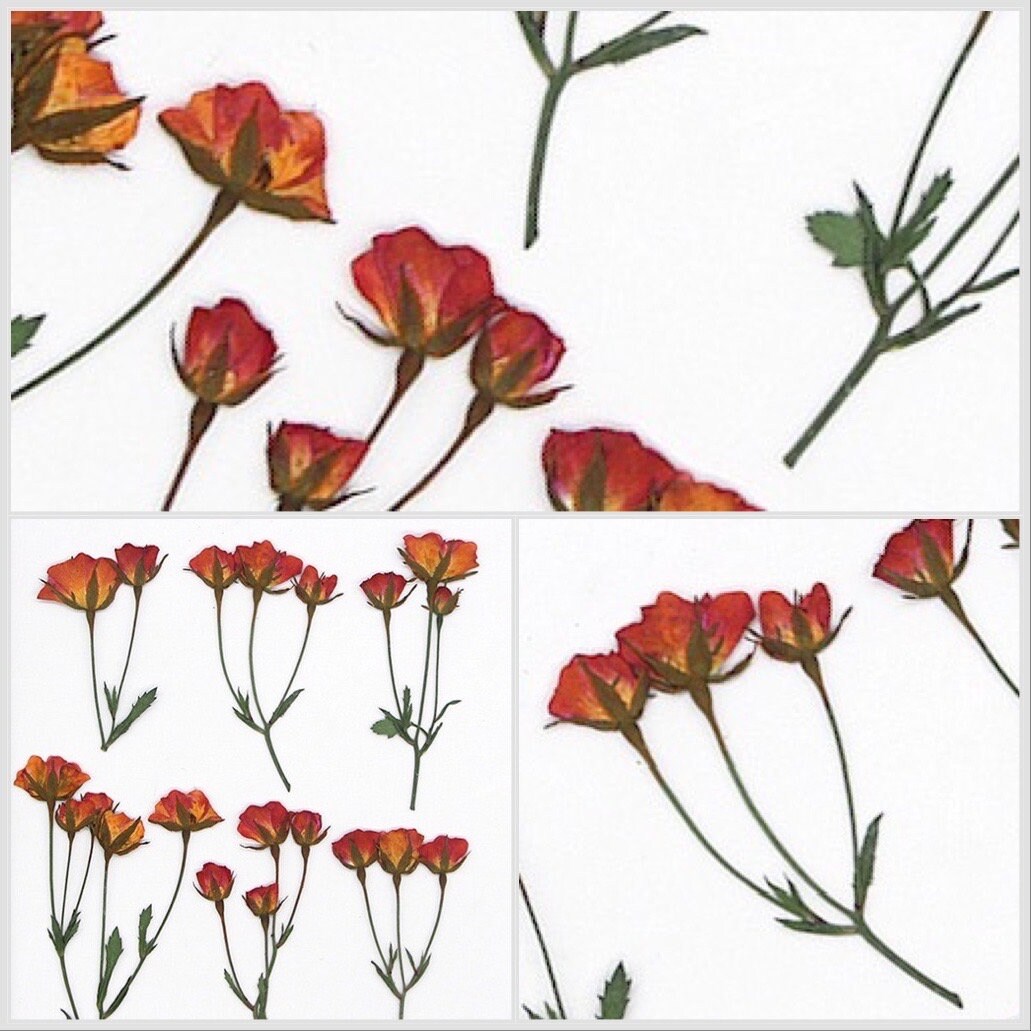 6 PCS/Set (5-7CM) Pressed Rose Stems, Pressed Real Dried Flowers, Red Orange Rose Dried Flowers, Pressed Dried Rose, Dried Pressed Flower