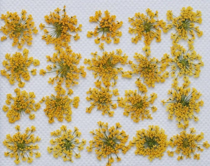 20 PCS (1-2CM) Pressed Small Flowers, Real Yellow Flower, Pressed Dried Queen Anne's Lace Flower, Preserved Yellow Flat Flowers For nails