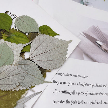 20 PCS Set (2-4CM) Dried pressed Silver Ramie Leaves, pressed flowers, Real Winter leaves, Dried Flat Pressed Silver color Dried Leaves