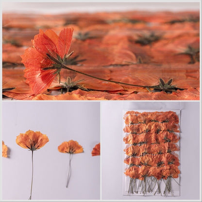 20 PCS Set (4-6CM) Pressed Dried Flower, Real Orange Cosmos Flower Stems, Orange Dried Cosmos buds Flower Stems, Preserved flat Flowers