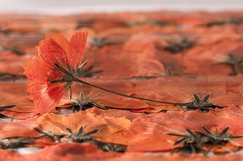 20 PCS Set (4-6CM) Pressed Dried Flower, Real Orange Cosmos Flower Stems, Orange Dried Cosmos buds Flower Stems, Preserved flat Flowers