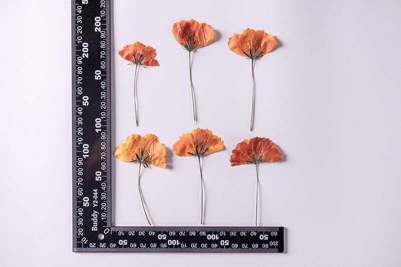 20 PCS Set (4-6CM) Pressed Dried Flower, Real Orange Cosmos Flower Stems, Orange Dried Cosmos buds Flower Stems, Preserved flat Flowers