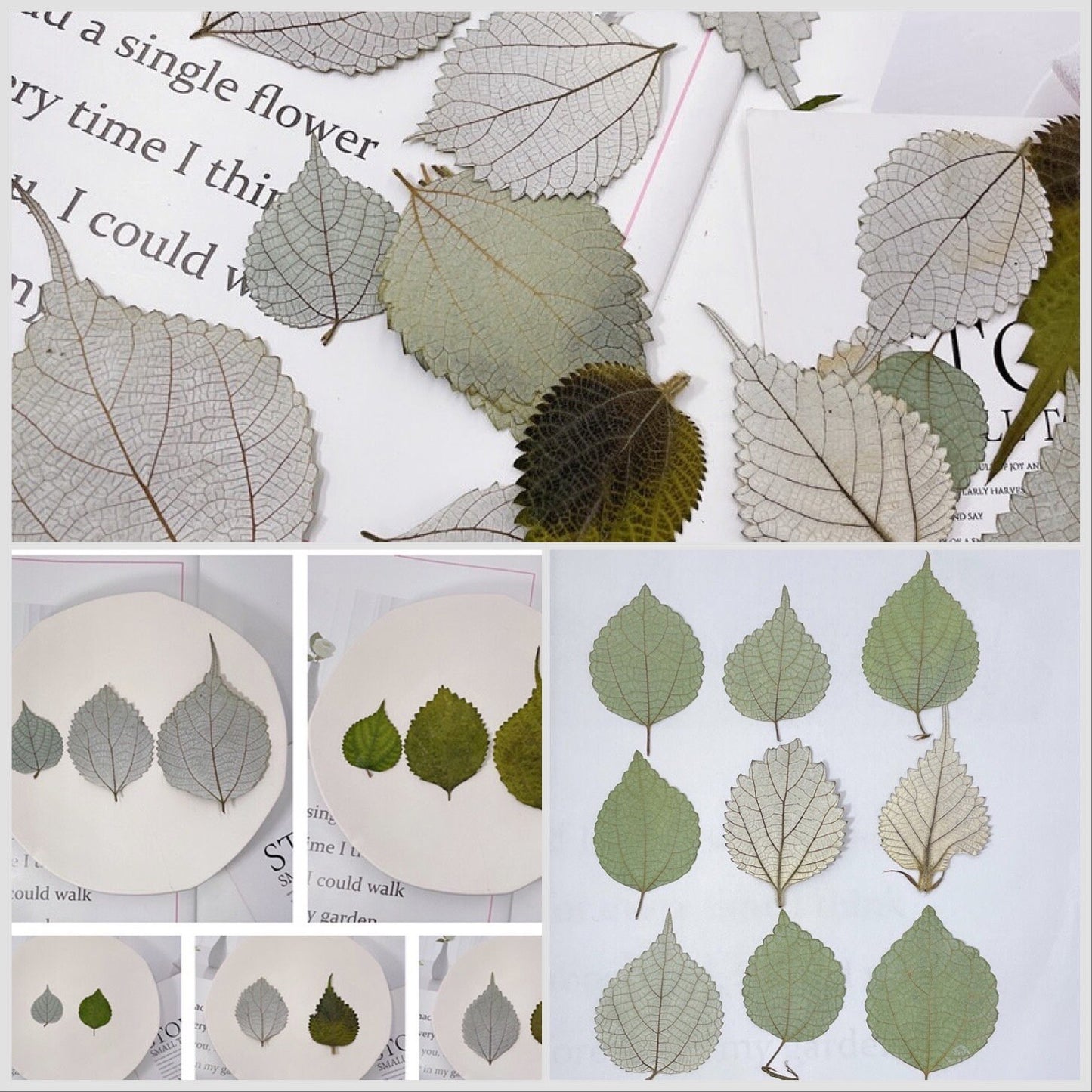 20 PCS Set (2-4CM) Dried pressed Silver Ramie Leaves, pressed flowers, Real Winter leaves, Dried Flat Pressed Silver color Dried Leaves