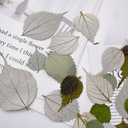 20 PCS Set (2-4CM) Dried pressed Silver Ramie Leaves, pressed flowers, Real Winter leaves, Dried Flat Pressed Silver color Dried Leaves