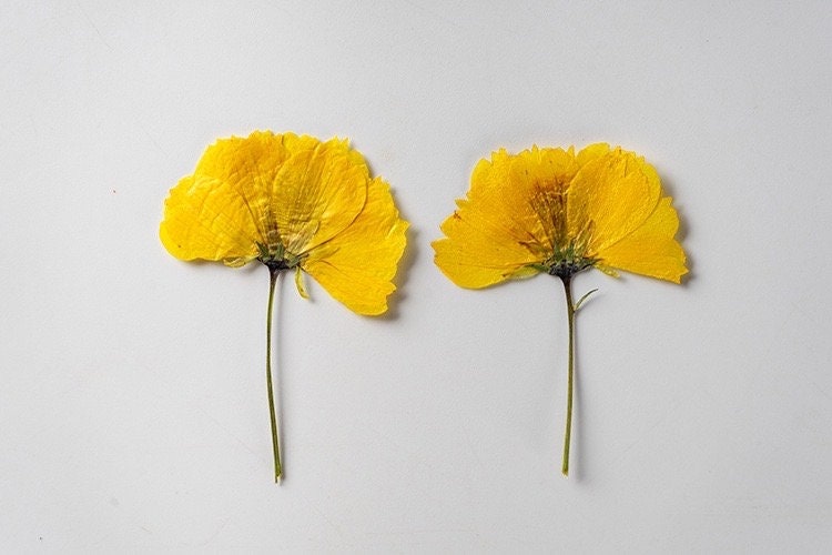 12 PCS Set (8-14CM) Pressed Cosmos Flower Stems Yellow Dried Cosmos Flat Flower Stems, Real Pressed Yellow Flower, Dried Yellow Flower Stems