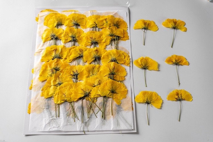 12 PCS Set (8-14CM) Pressed Cosmos Flower Stems Yellow Dried Cosmos Flat Flower Stems, Real Pressed Yellow Flower, Dried Yellow Flower Stems