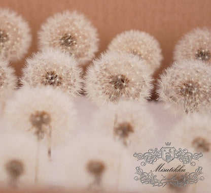 1 PC (4-5CM) Dandelion dried flower, Real Dandelions Flower arrangement eternal flower filler Decorative flower box Centerpiece Wedding