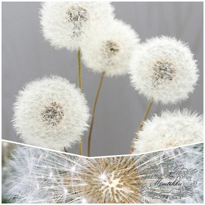 1 PC (4-5CM) Dandelion dried flower, Real Dandelions Flower arrangement eternal flower filler Decorative flower box Centerpiece Wedding