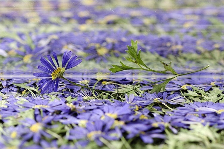 20 PCS Set (8-13CM) Pressed Dried flower Stems, Pressed Real Daisy Flower Stems, Blue Flower Pressed Flat Flowers, Preserved Dried Flower