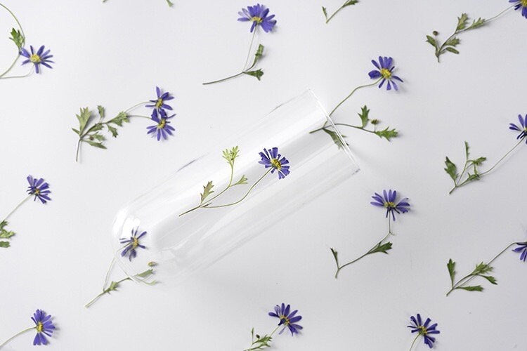 20 PCS Set (8-13CM) Pressed Dried flower Stems, Pressed Real Daisy Flower Stems, Blue Flower Pressed Flat Flowers, Preserved Dried Flower